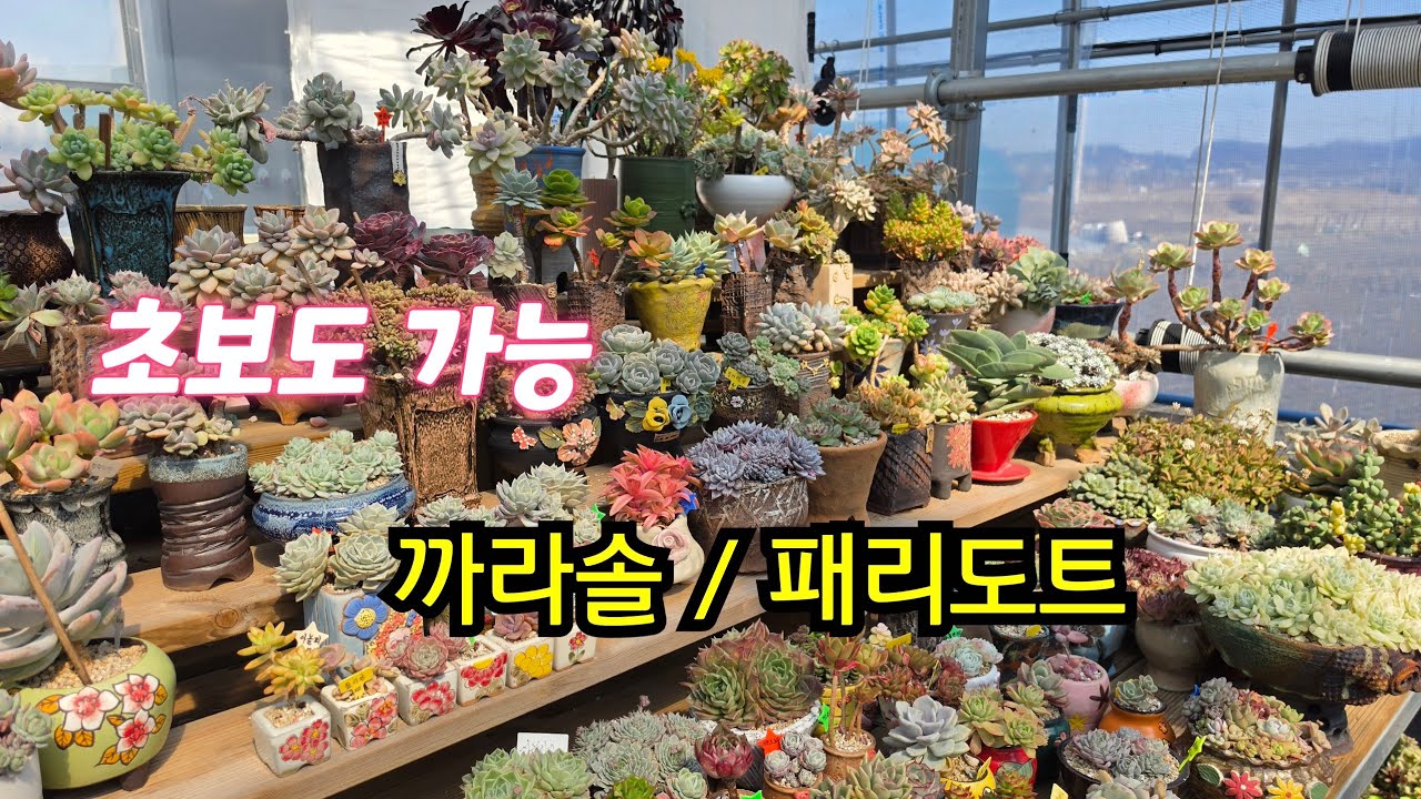 다육이 키우기 🌵 까라솔 꼬집기 & 패리도트 목질화 쉽게 만들기 #시흥다육농장 #다육이노리터 #판매 #봄 