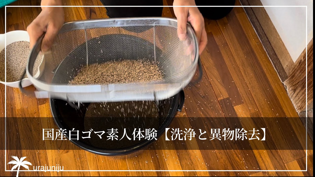 喜界島で【難関！洗浄後のごまの異物除去】素人が，自己流で異物除去に挑戦する！あおりわけが面倒なので…新しい作戦⁉︎