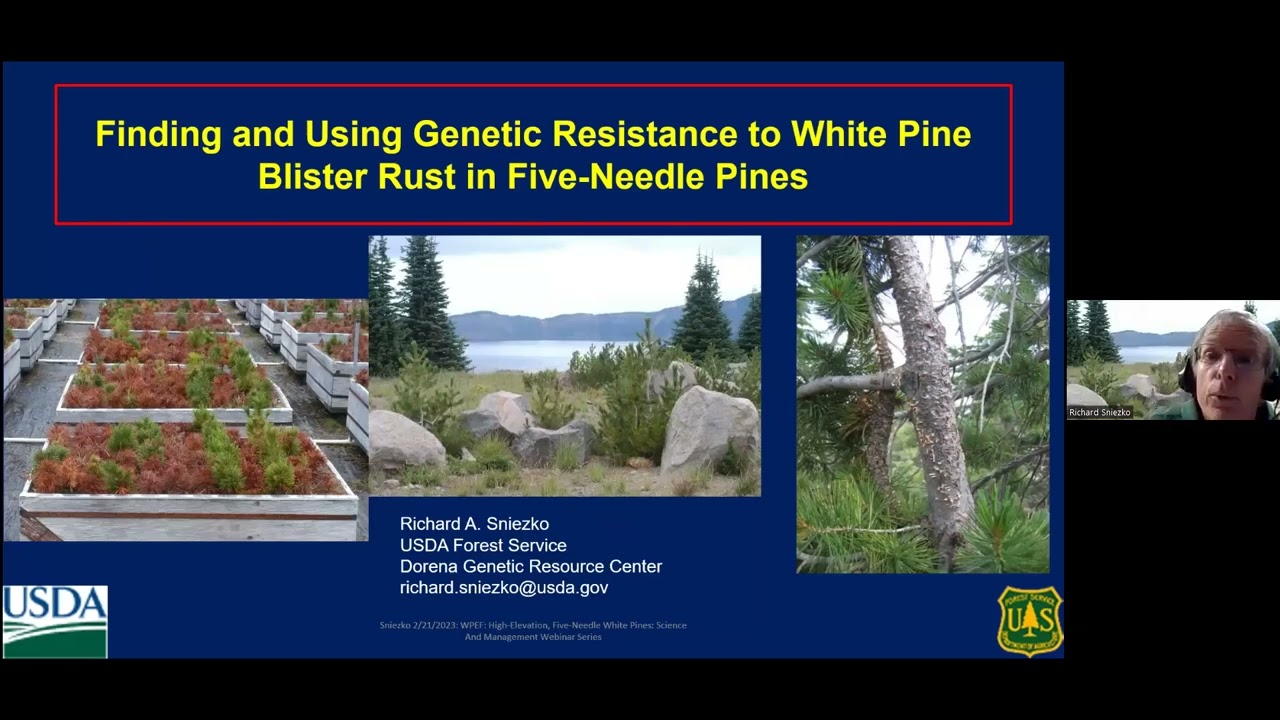 Finding and Using Genetic Resistance to White Pine Blister Rust in Five Needle Pines, R. Sniezko