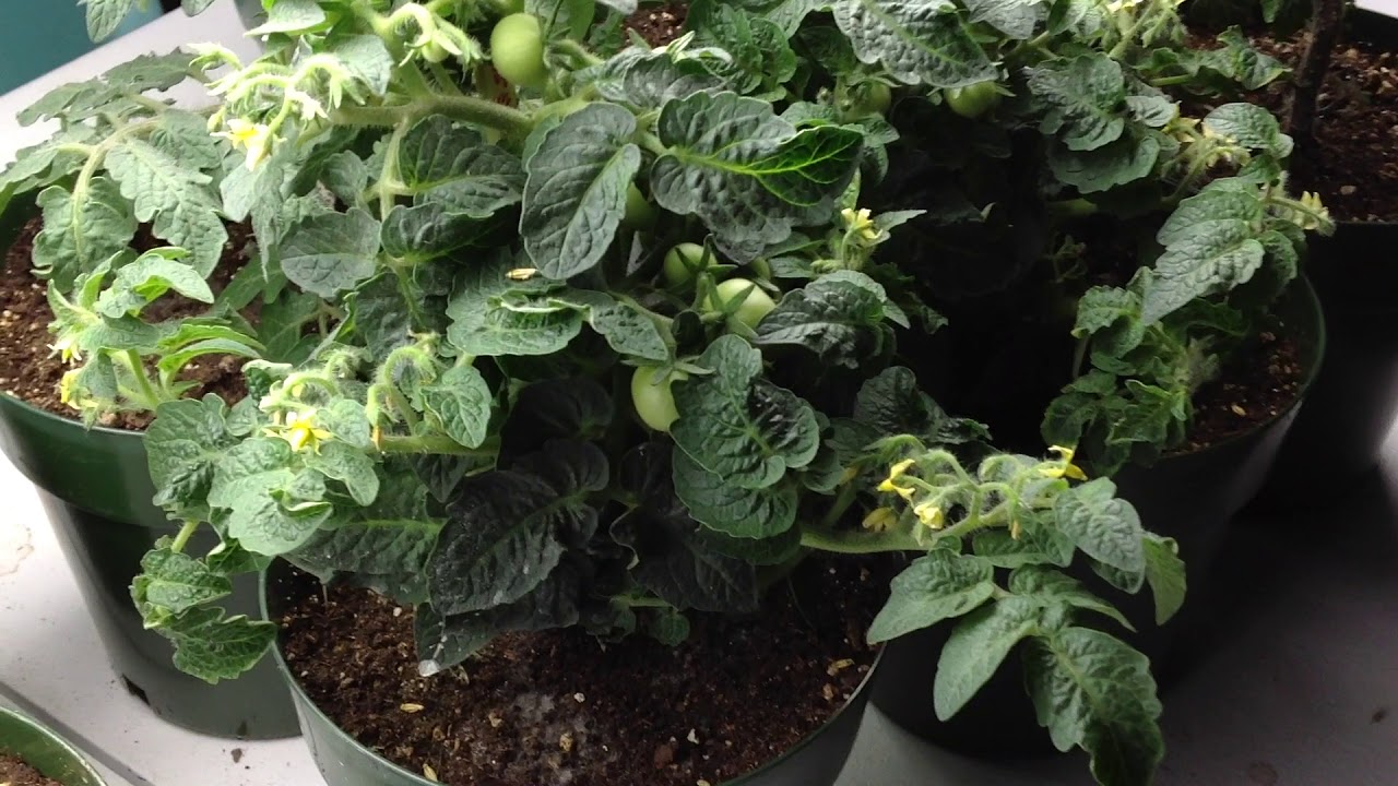 Simple Method For Getting Maximum Yield On Micro Dwarf Tomato Plants