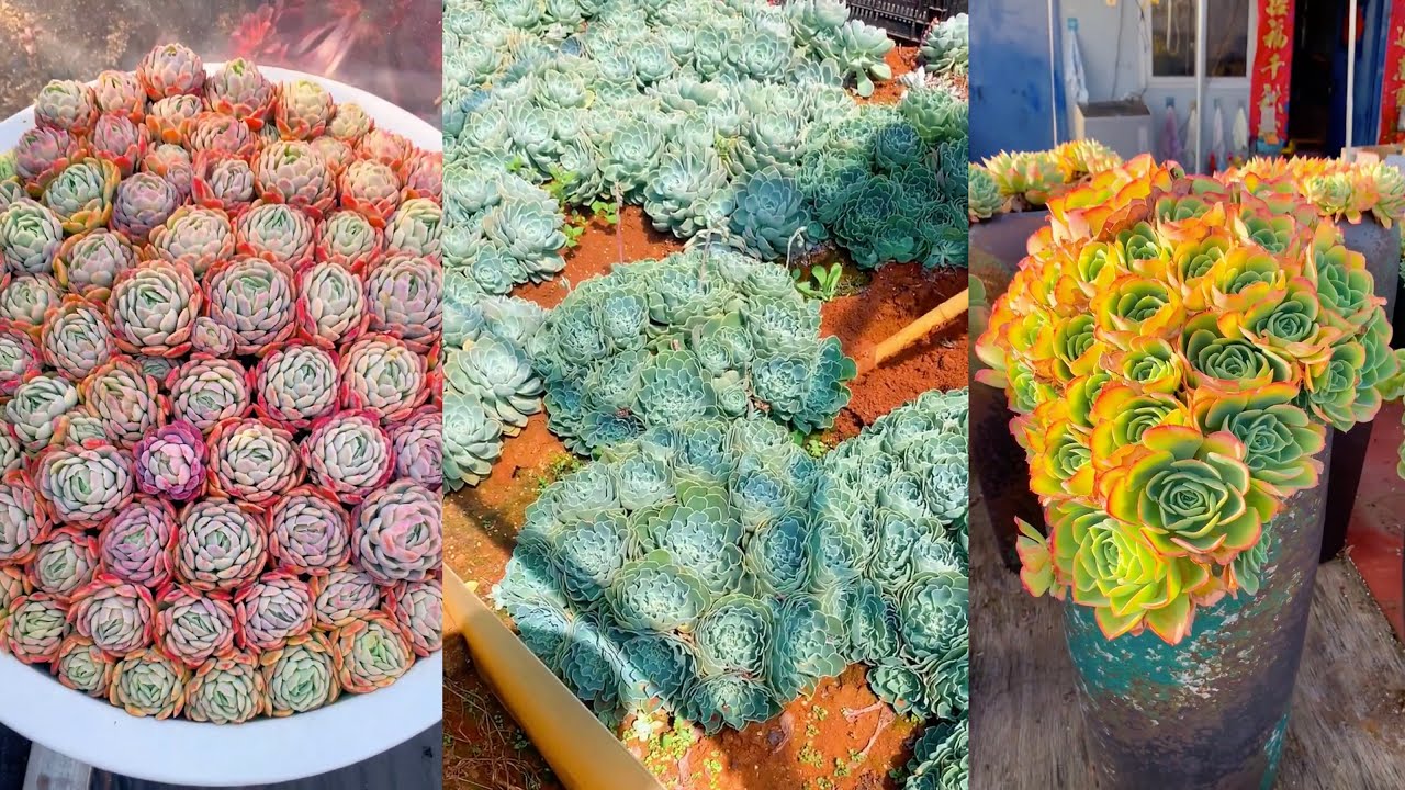 Biggest Succulent Nursery | 多肉植物 | 다육이들 | Suculentas