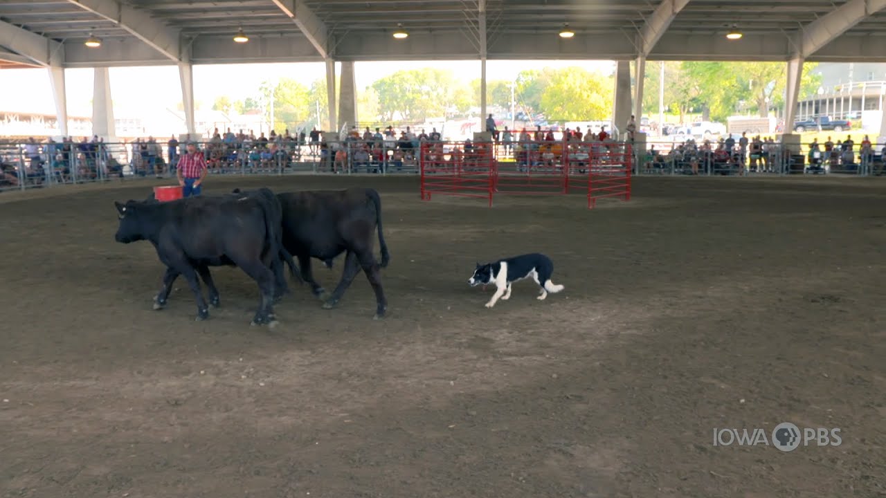 Stock Dog Trials | 2021 Iowa State Fair