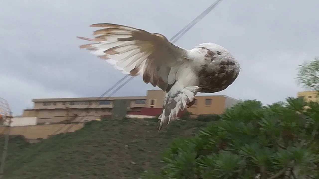 Unos palomos gaditanos disfrutando del vuelo y con un buen celo..que maravilla 👍👌👌🇮🇨🇮🇨🇮🇨🇮