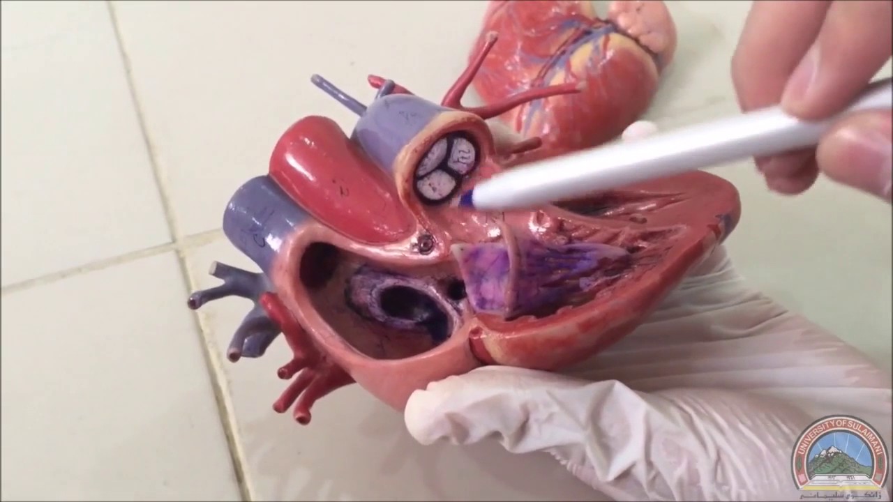 Anatomy of the Heart (Subtitled)