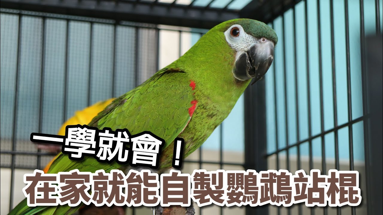 鸚鵡原木站棍Diy 真的非常簡單 一學就上手 | 精鵡瘋雲