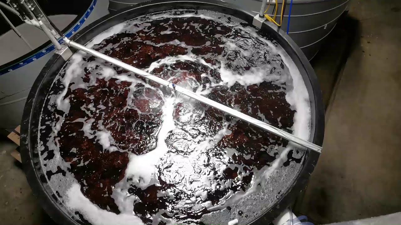 Tumbling Pacific Dulse (Develarea mollis). Cascadia's Land-based Cultivation Tanks