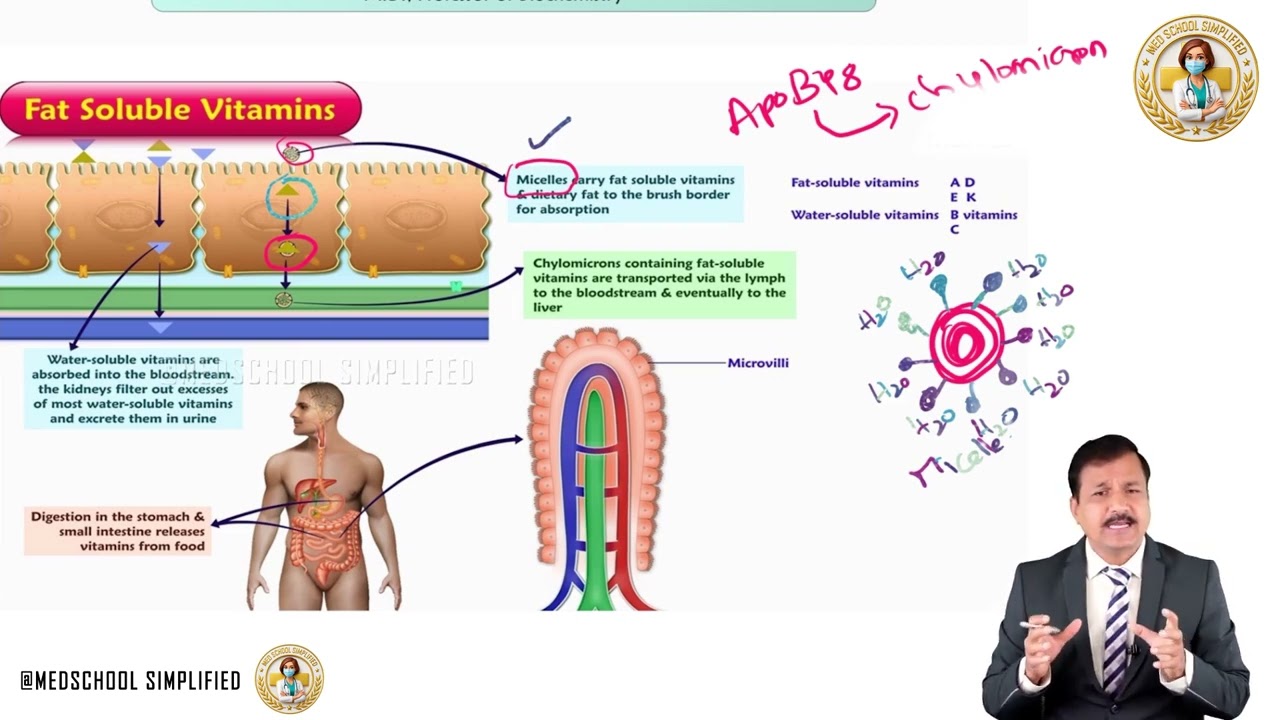 2. Vitamins | Absorption, Transport & Storage | General Mechanism | MBBS Biochemistry | USMLE Step 1