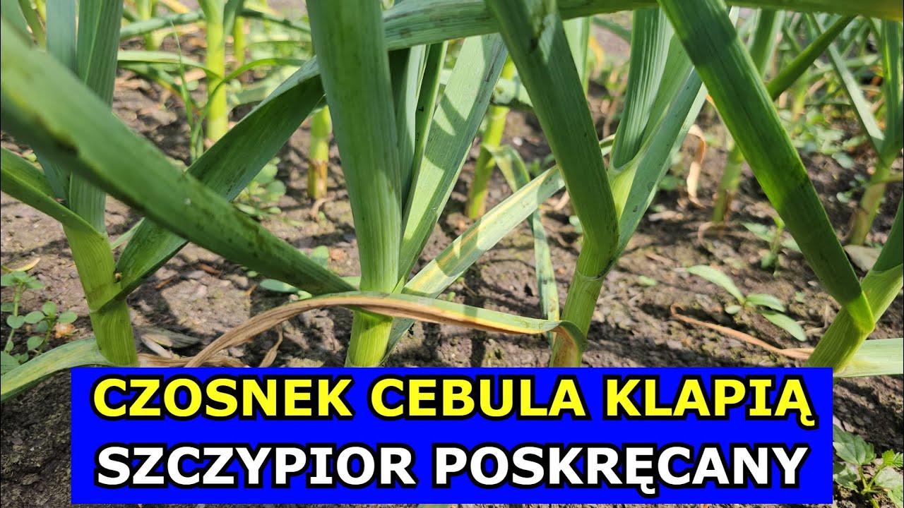 Co się dzieje z Czosnkiem i Cebulą. Poskręcany Szczypior, Warzywa padają, żółkną. Szkodniki atakują.
