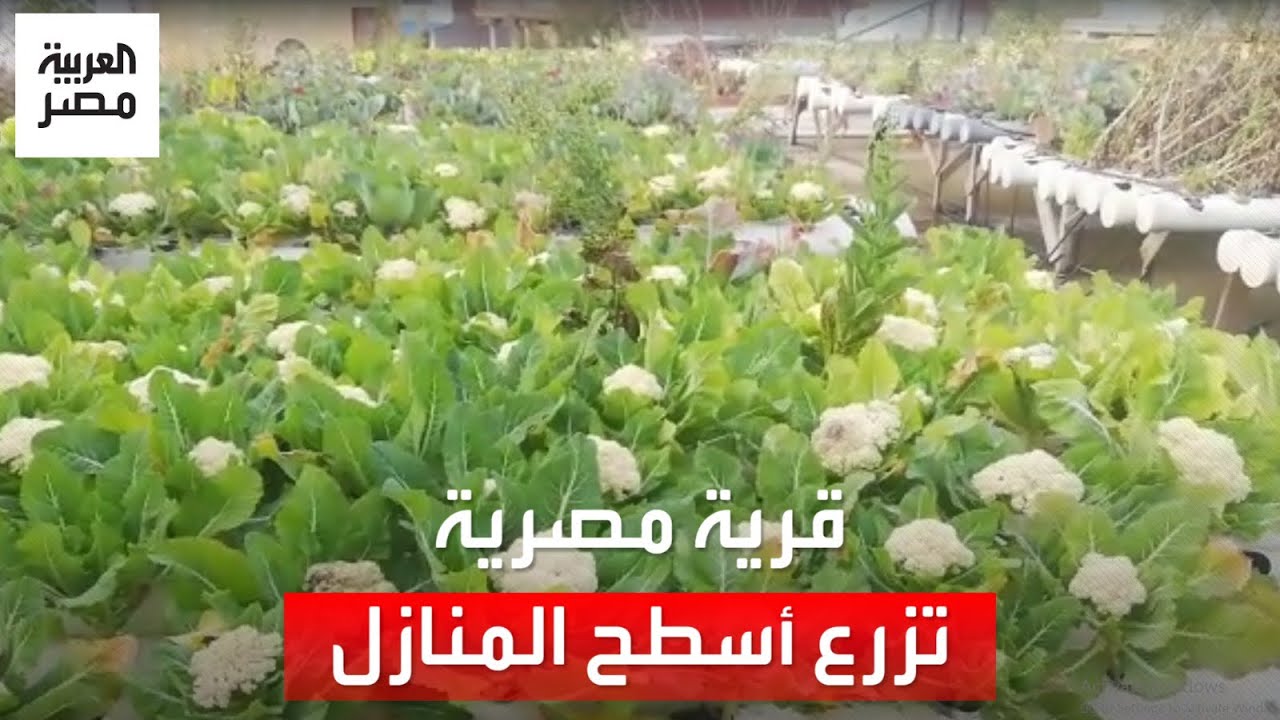 أهالي قرية مصرية يزرعون أسطح المنازل بالخضراوات والفاكهة