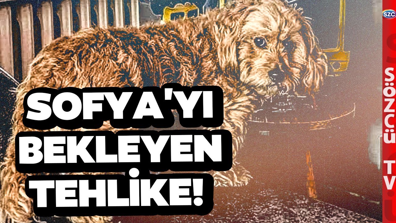 İzleyin Siz Karar Verin! İşte Depremzede Köpek Sofya'yı Bekleyen Tehlike!