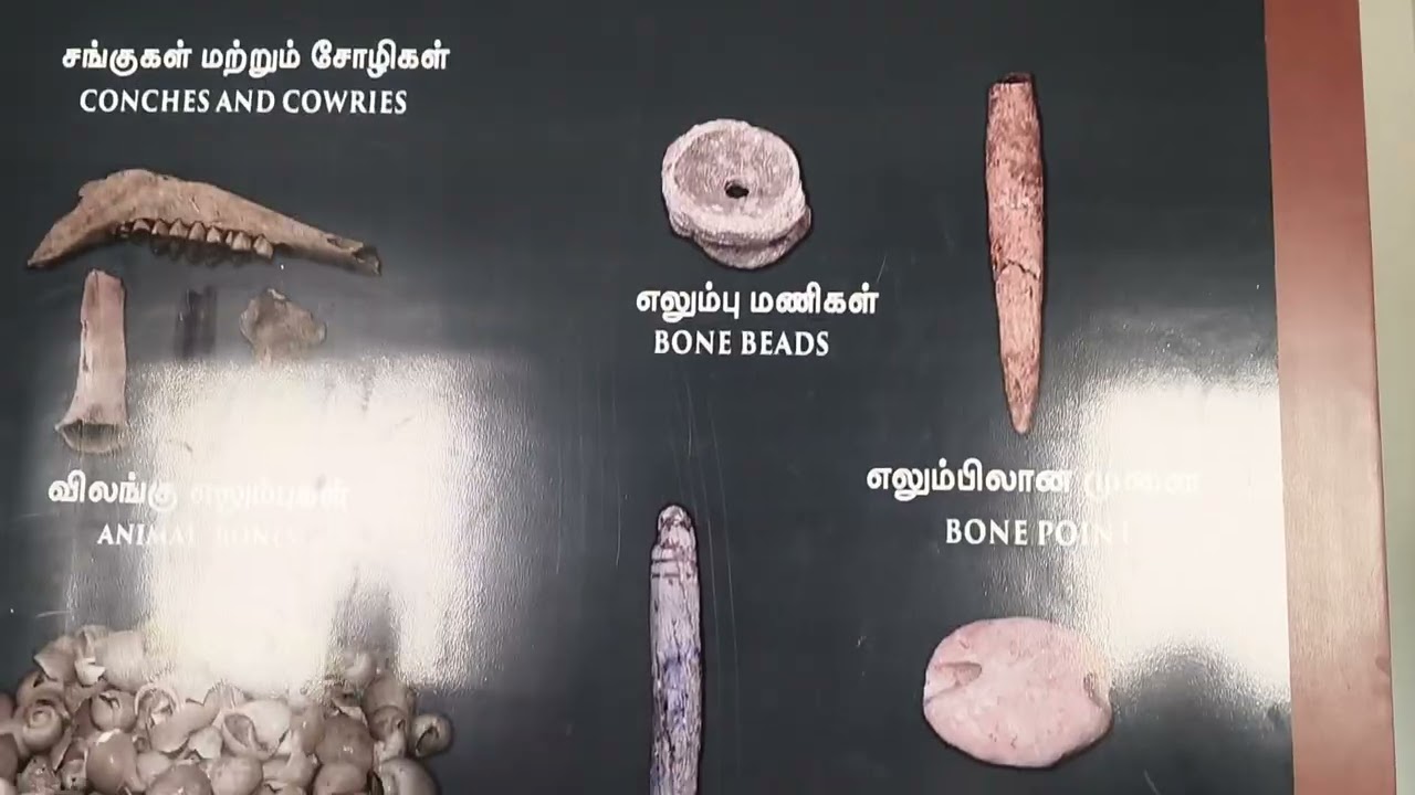 பொருநை அருங்காட்சியகம், திருநெல்வேலி 😍✨🔥#tirunelveliponnu #tirunelveli #porunai #musium 