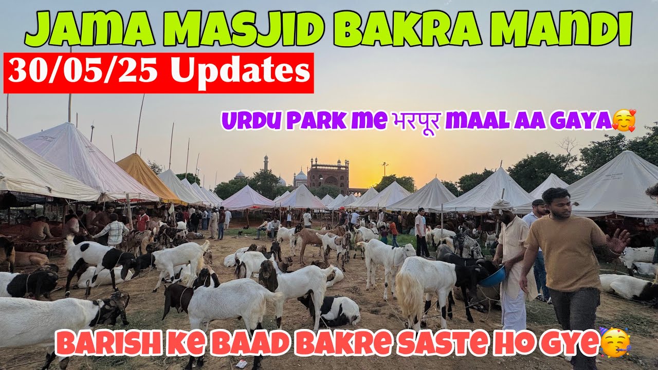 Jama Masjid Bakra Mandi 2025 Latest Update |Bakra Mandi Delhi | 2025 Jama Masjid Bakra Mandi