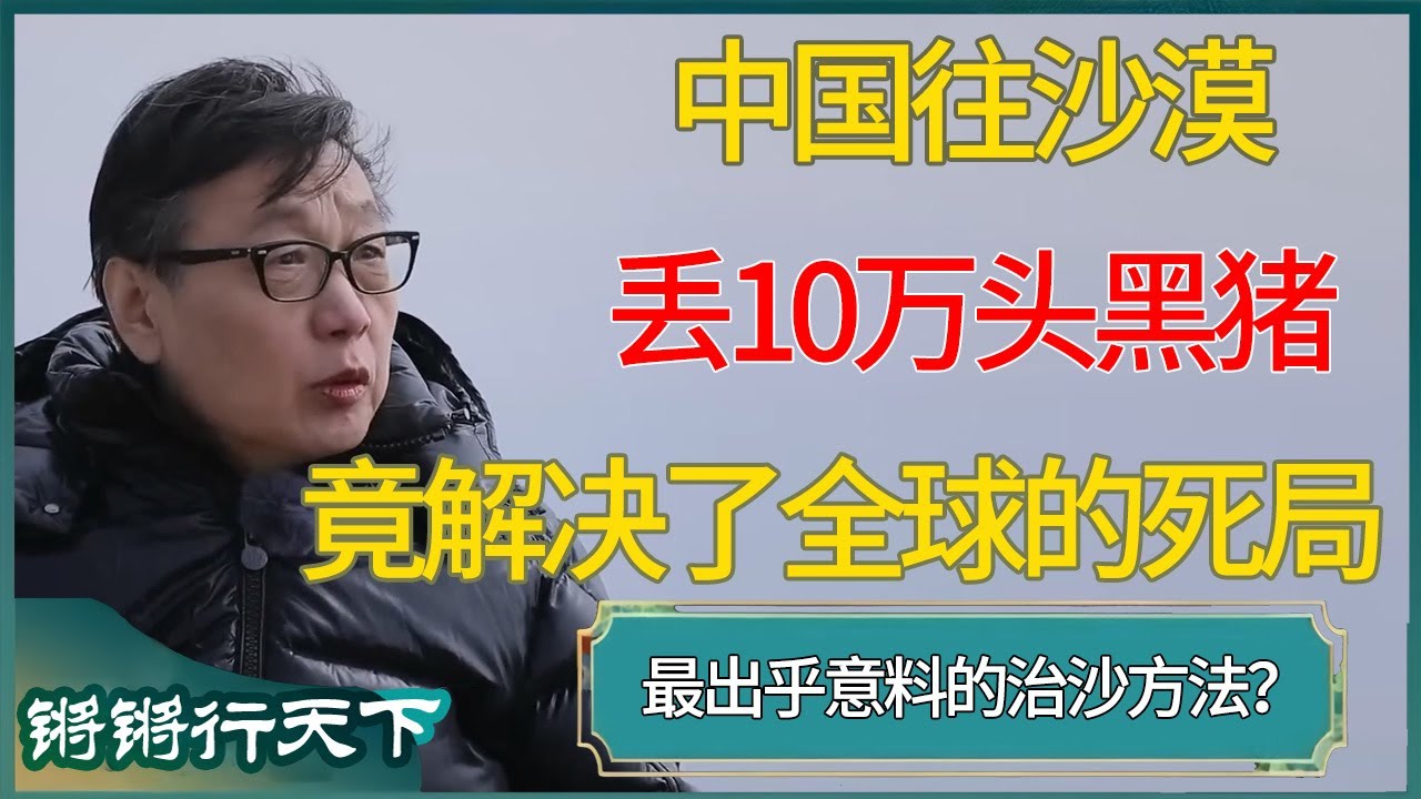 中国往沙漠丢10万头黑猪，竟解决了全球专家都头疼的死局#马未都 #对白 #白岩松 #金灿荣 #圆桌派 #圆桌派第八季