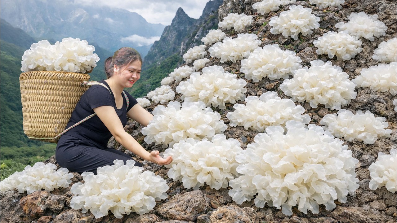Harvesting Rare White Wood Ear Mushrooms in Deep Forest | Hidden Forest Treasure