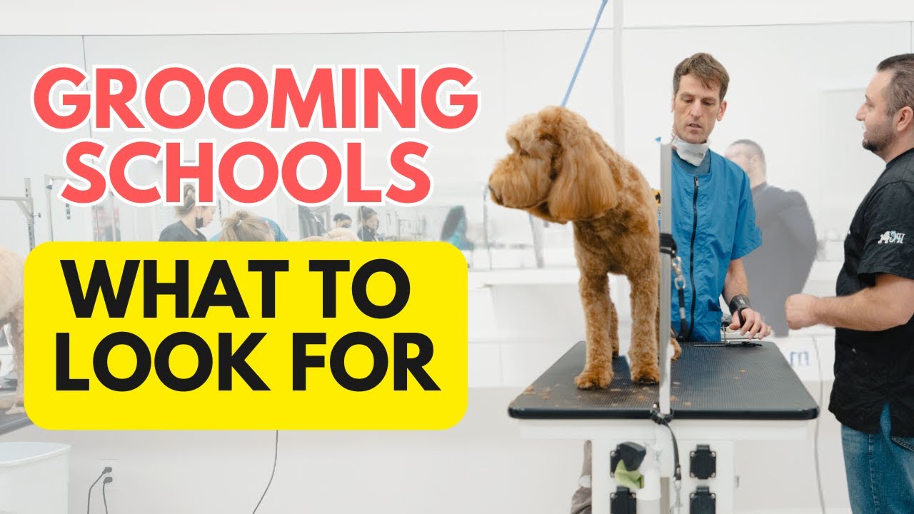 Don't Choose a Grooming School UNTIL YOU WATCH THIS