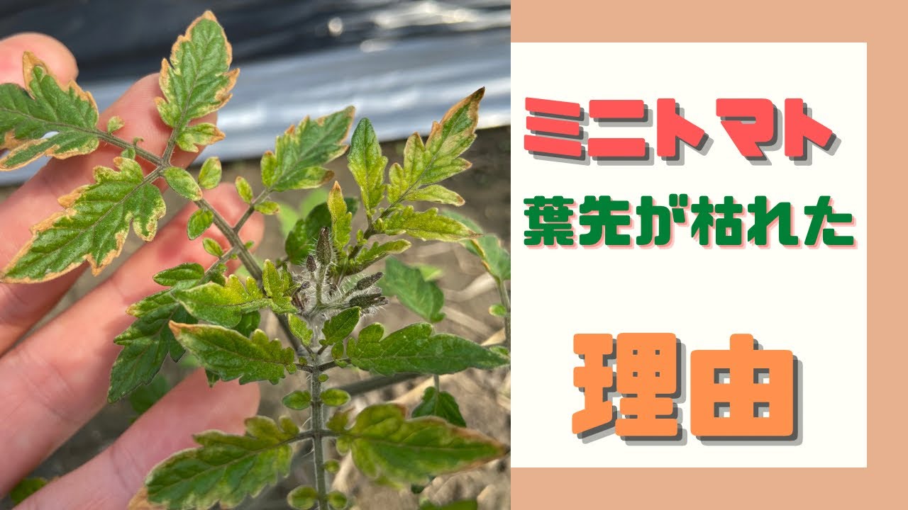 ミニトマト定植後1週間【葉先が枯れる理由】推考してみた