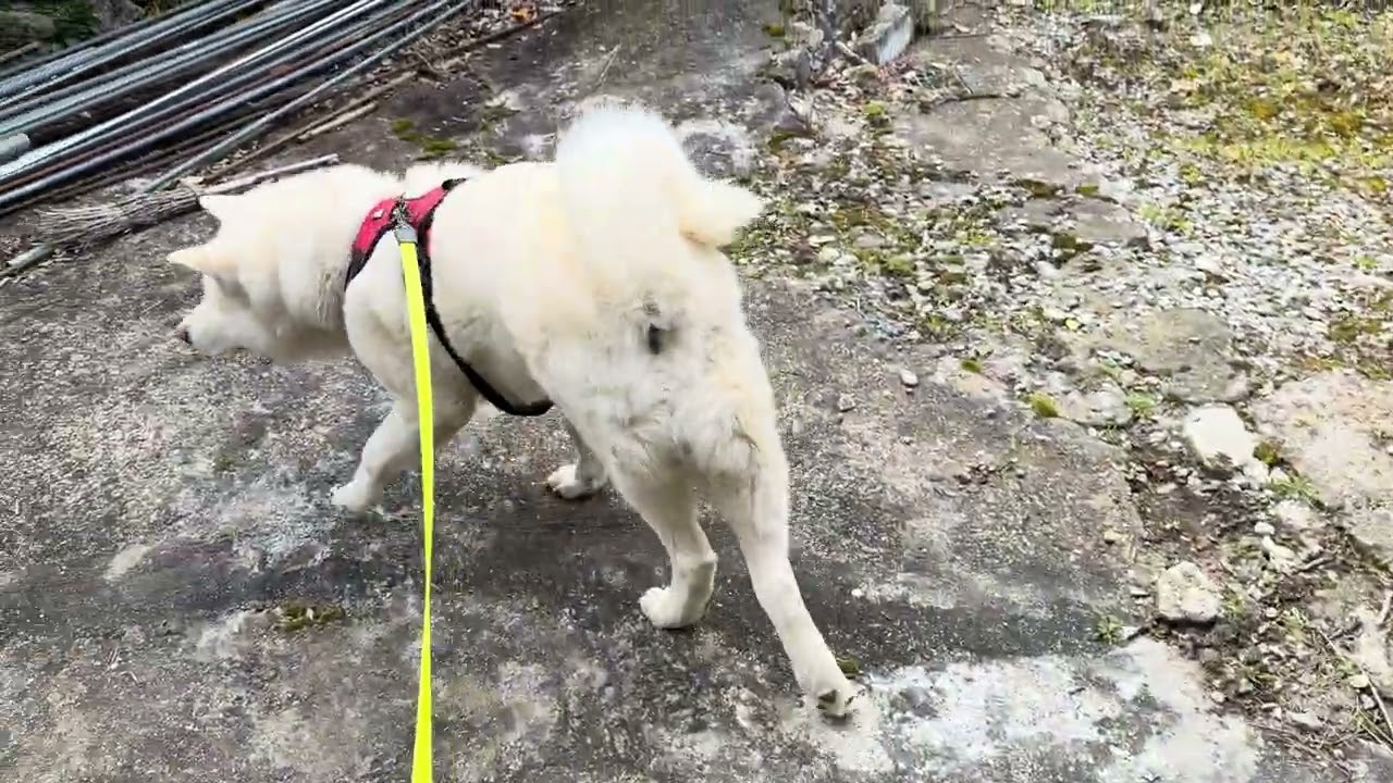 【今日のシロちゃん】我が家の秋田犬シロ(悠真)Akita 🐕２０２６年３月１４日庭🪴散歩