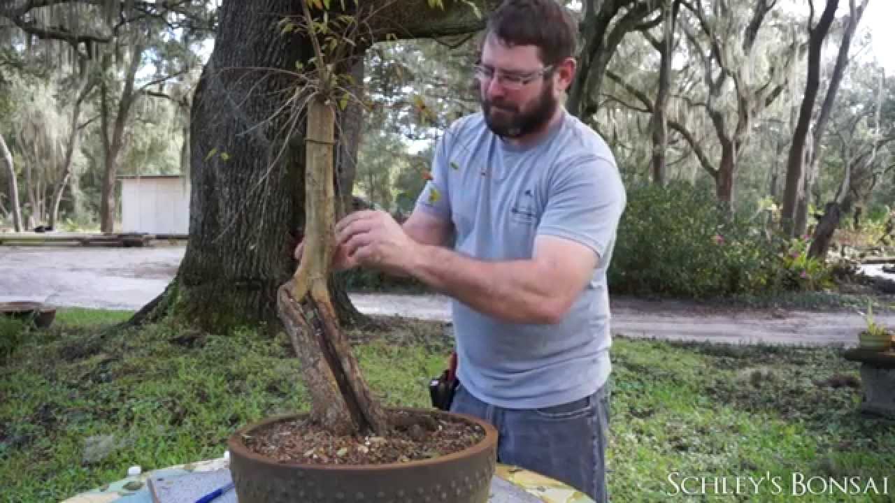 SCHLEY'S BONSAI: Thread Grafting 101