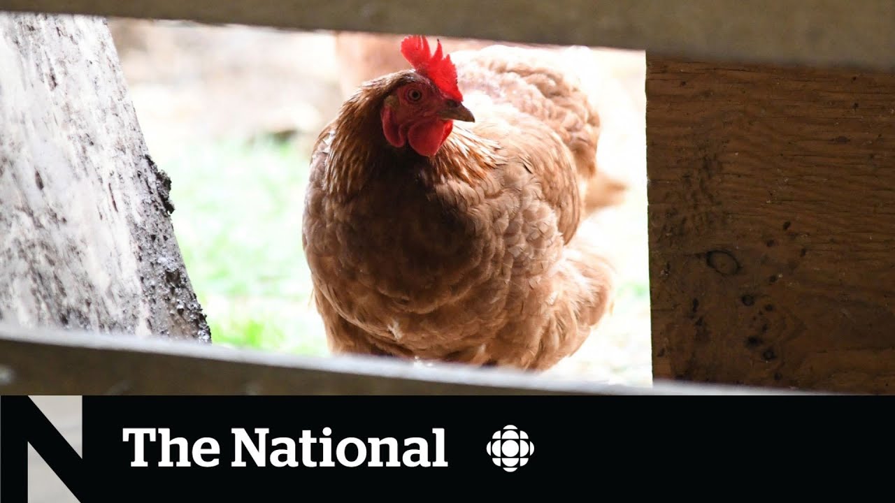 Avian flu cases on the rise in Canada