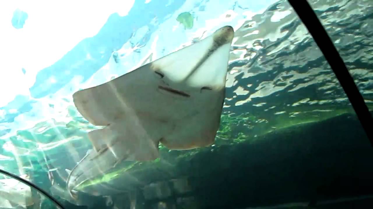 Bowmouth Guitarfish aka Shark Ray at the Sydney Aquarium