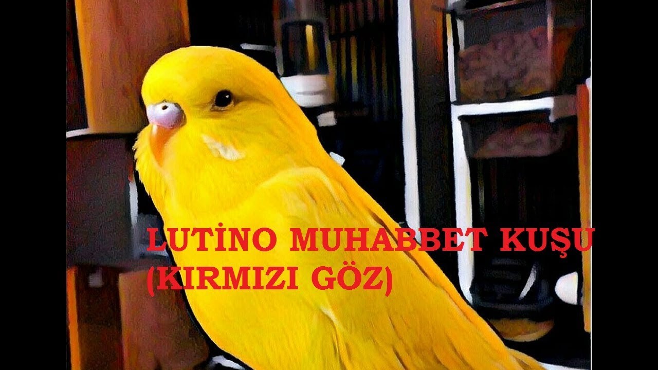 LUTİNO(İNO) MUHABBET KUŞU ÖZELLİKLERİ  RENK  VE MUTASYONLARI