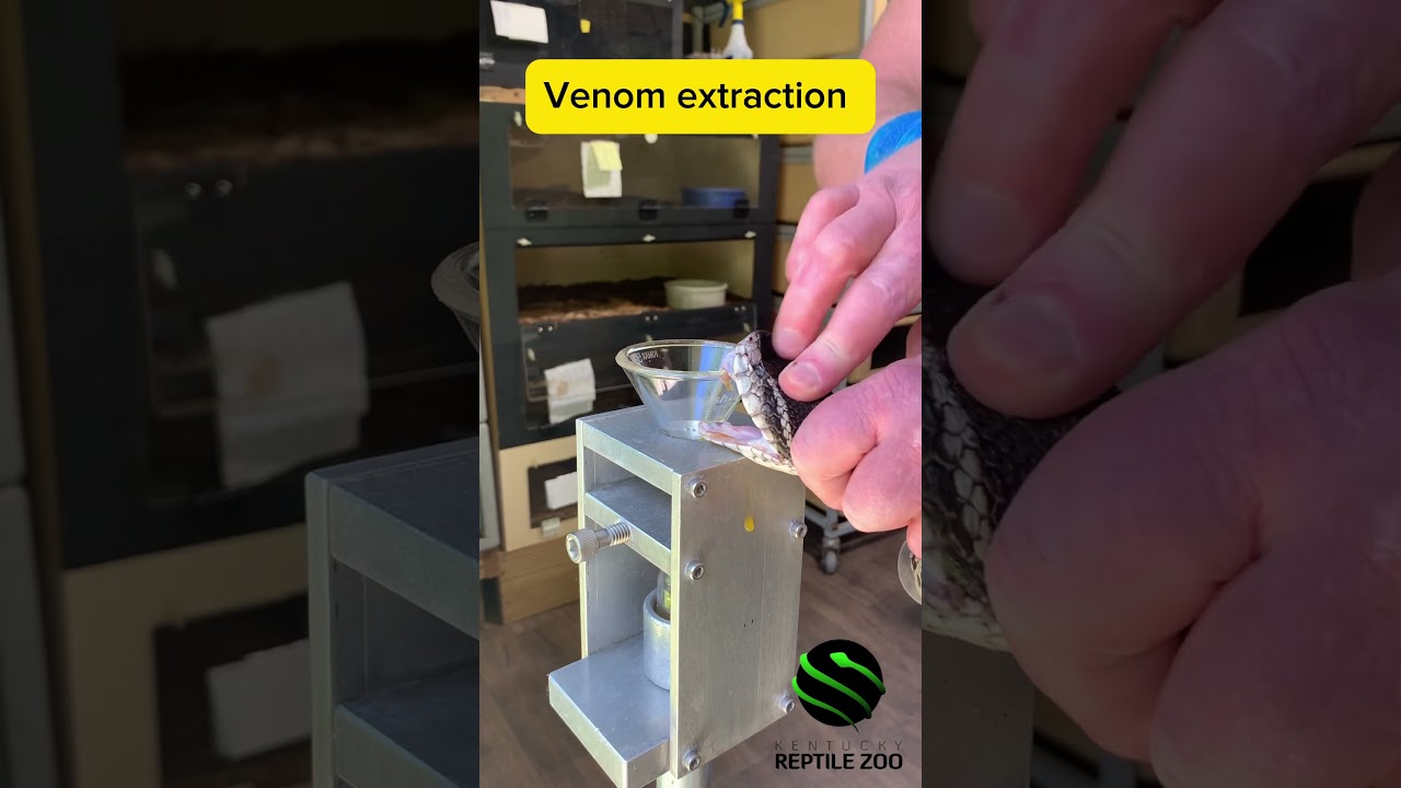 Jararacussu venom extraction 