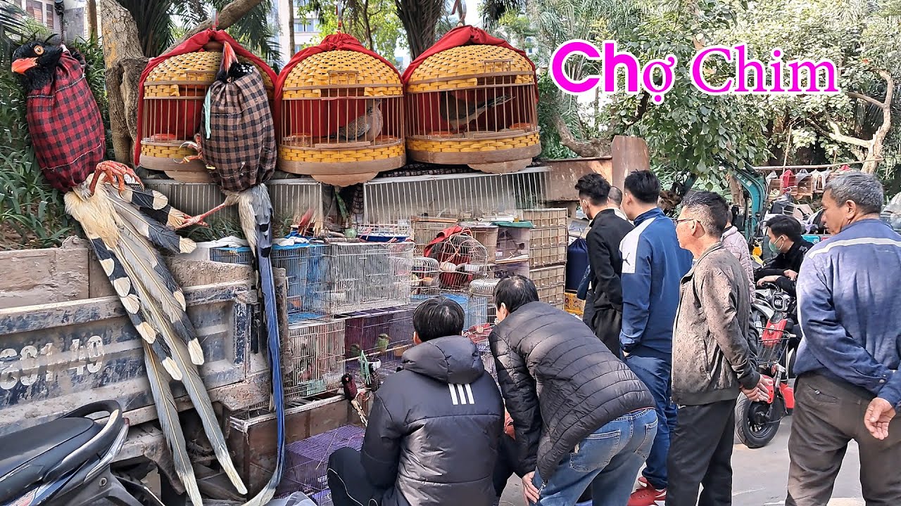 Chợ chim Tam Đa - Chim rừng nhiều nhất Hà Nội | LAM SƠN TV
