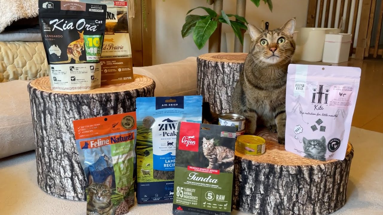 クリスマスは猫たちに高級プレミアムフードをプレゼントしました！