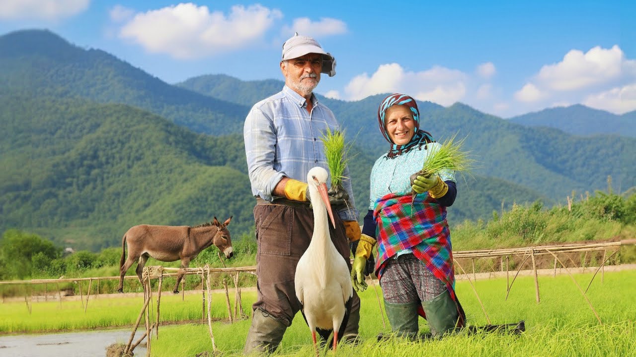 From River Pumpkin to Kaka Sweet: Gilan Women's Reward in the Rice Fields! 🌾 👩‍🌾 🎃 