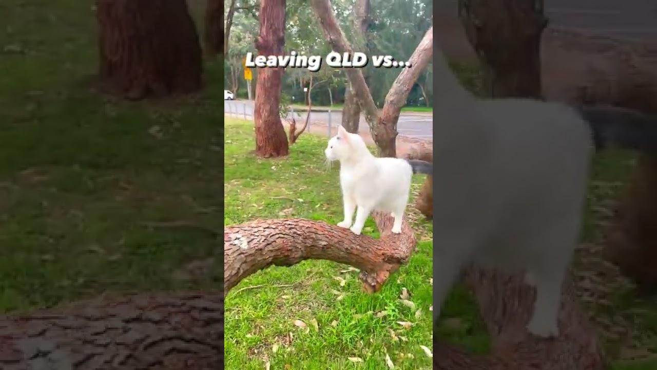 Travelling with a white CAT in Australia - Van life