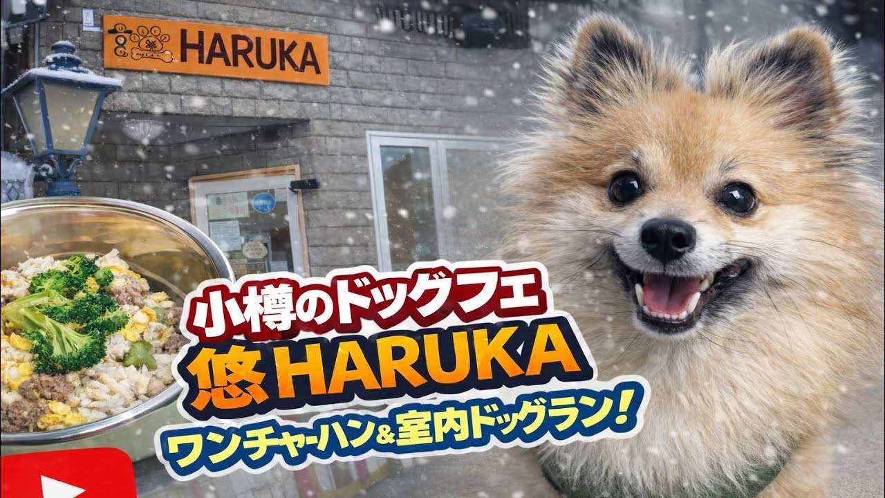 小樽で犬連れOKカフェ｜室内ドッグラン完備