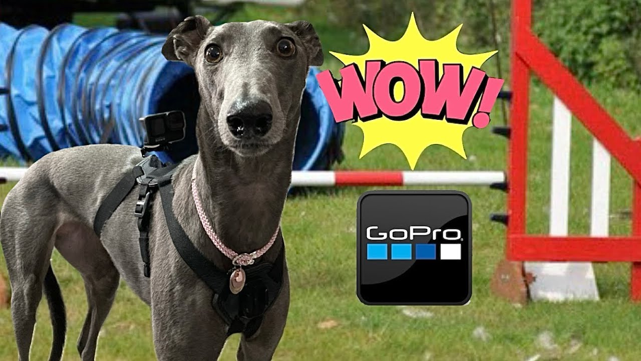 GREYHOUND does DOG AGILITY course wearing GO PRO camera. See it from a dogs eye view