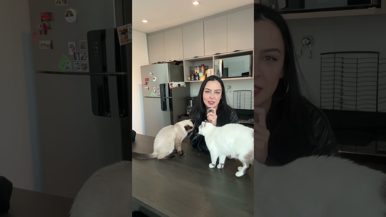 cuidando dos gatos da sofia
