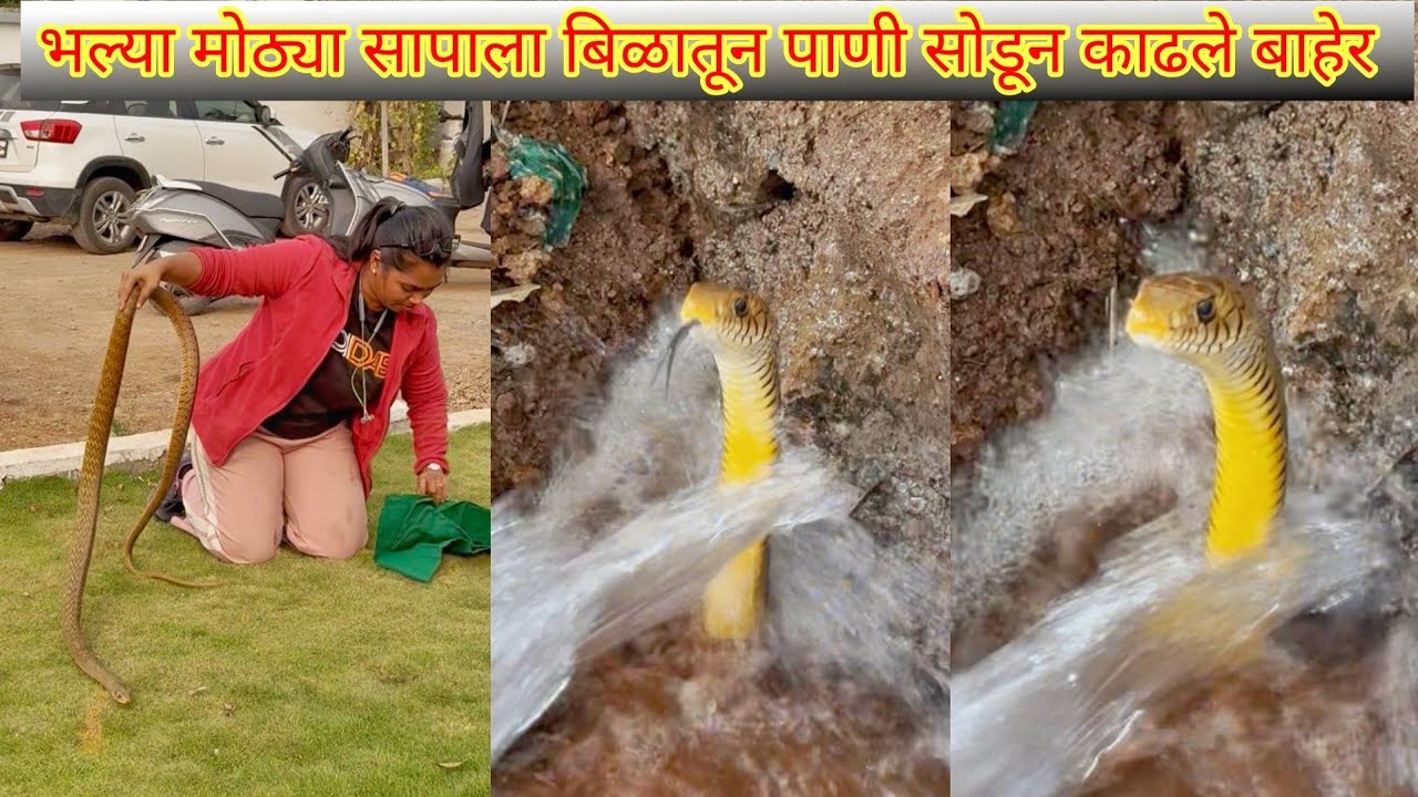 😱🐍अरे बापरे भल्या मोठ्या सापाला बिळातून पाणी सोडून कसे बाहेर काढले पाहा तुम्हीचं🐍😳