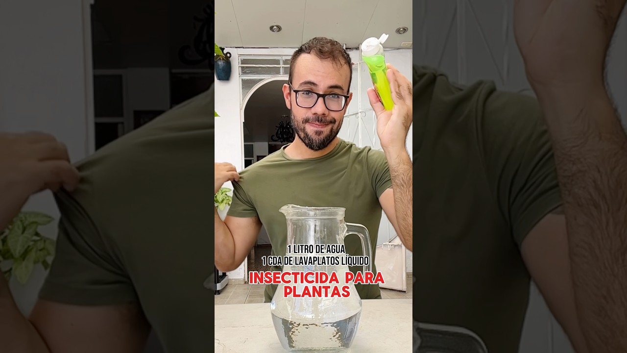 Insecticida casero para plantas