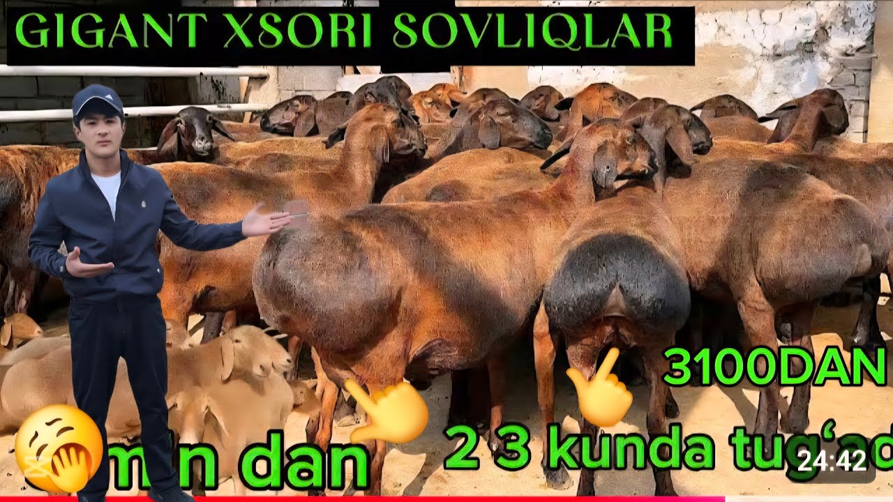 3100 DAN  2 3 KUDA TUĞADIGAN YAQIN BŎĞOZ EKAZAKCHI SOVLIQ ZŎRLARI KELDI ONA BŎLA TŎHLI SOVLIQLAR 500