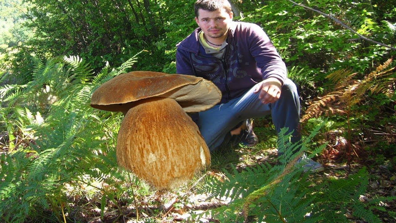 Я нашла огромные грибы. Экстремальный сбор грибов. Вы должны увидеть.2022