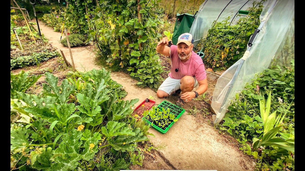 TRANSITION été-automne au POTAGER :Comment la réussir au mieux?! #jardin #garden #nature