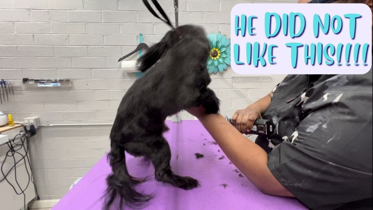The FINAL part of the TRIO | He was NOT happy with GROOMING!