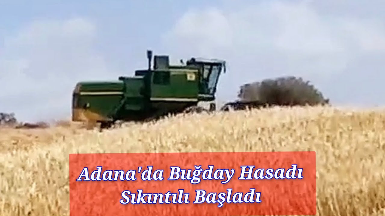Adana'da Buğday Hasadı Sıkıntılı Başladı!