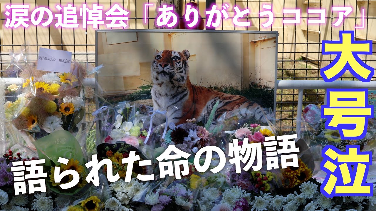 「ありがとうココア」釧路市動物園で開かれた追悼会｜涙あふれる飼育員たちの言葉と市長の想い