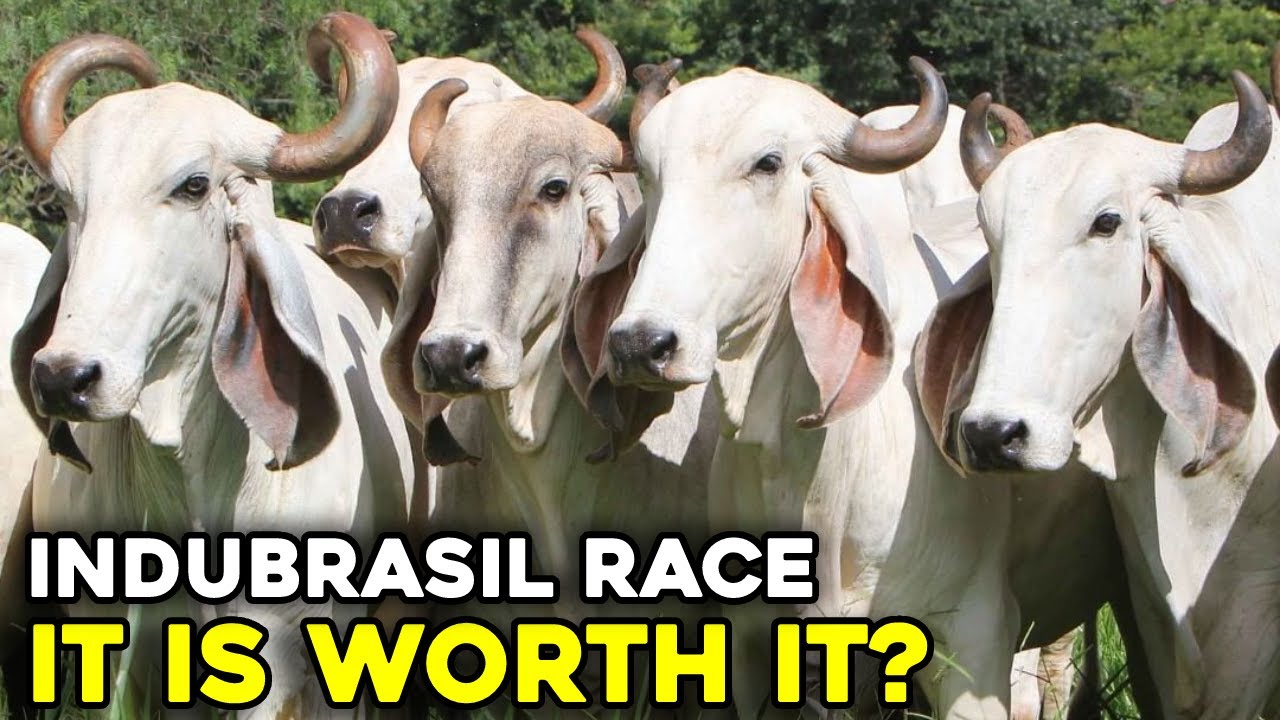 INDUBRASIL BREED; It is worth it? Meet the InduBrazil breed