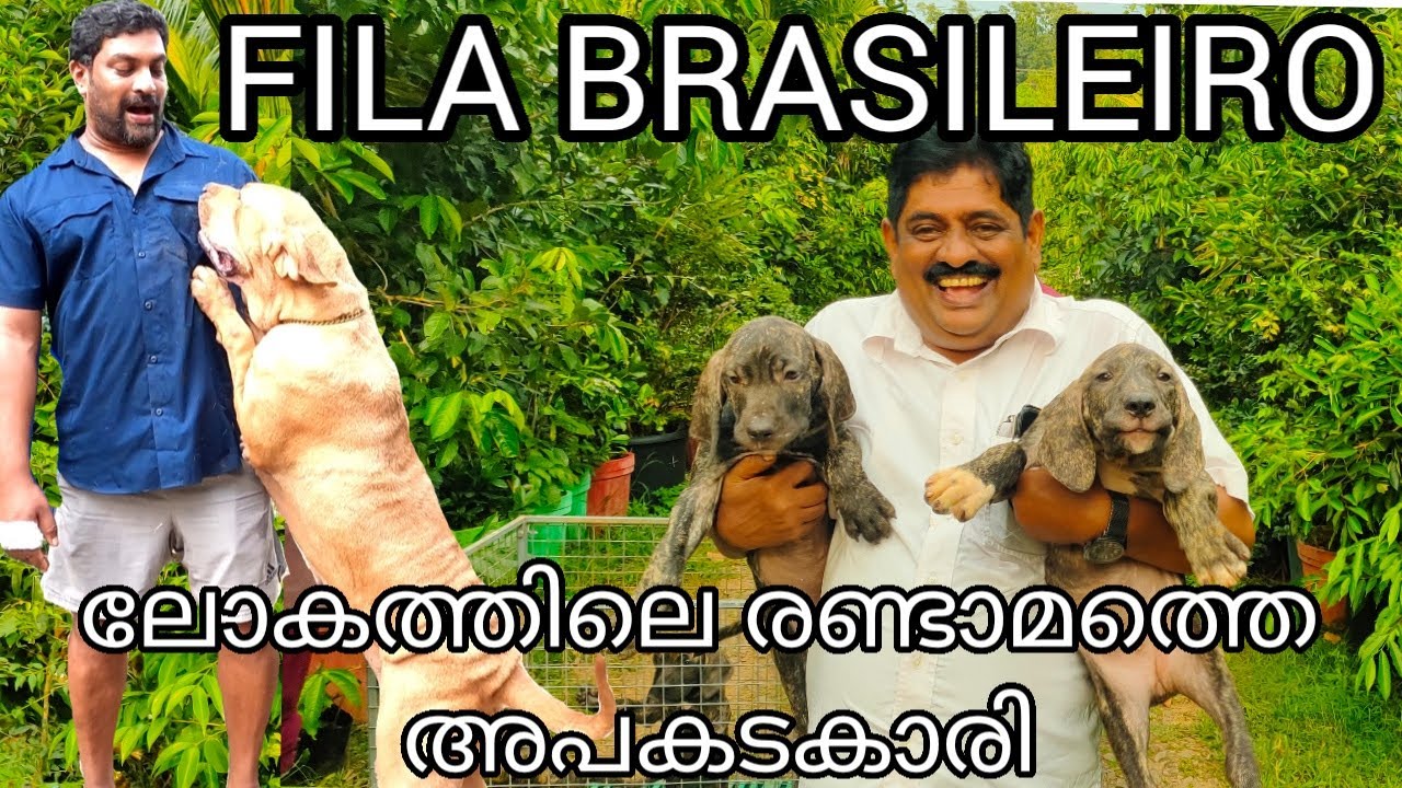 fila brazeliria ലോകത്തിലെ രണ്ടാമത്തെ അപകടകാരിയായ നായ.#filabrazeliria #fila #dogbreeds