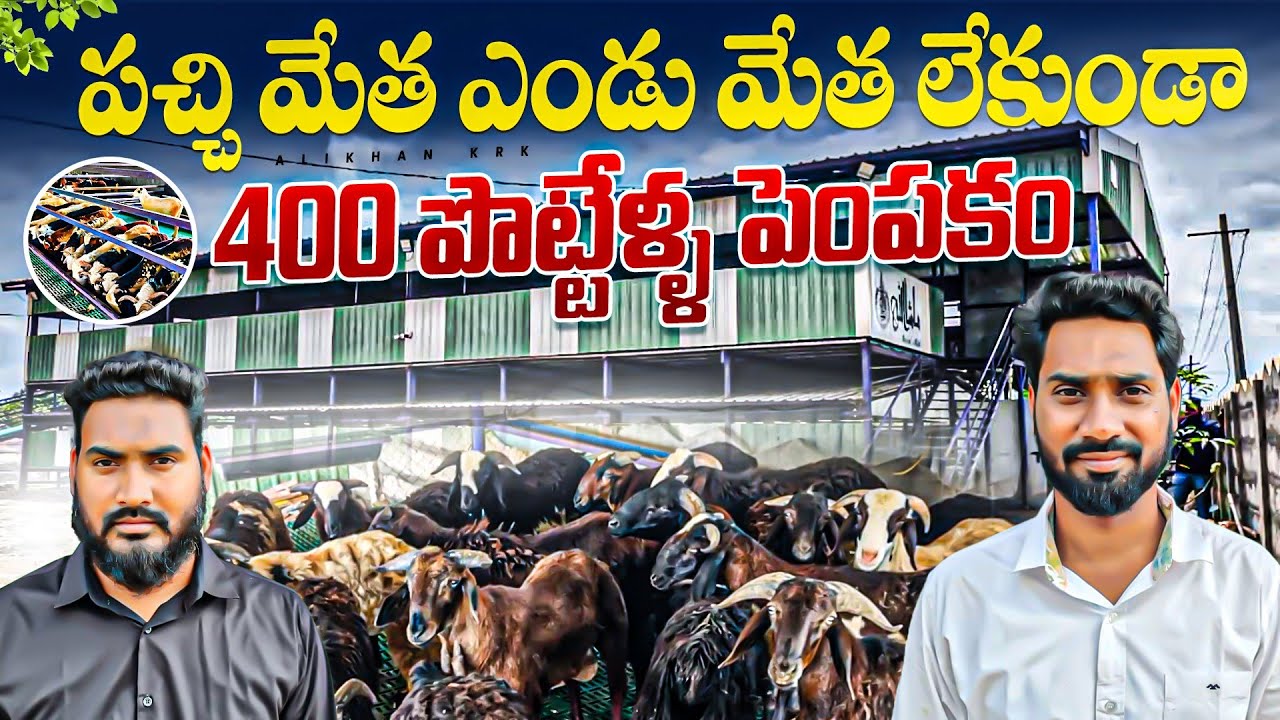Kamal sheep farm / పొట్టేళ్ళ పెంపకం / sheep farming in Telugu