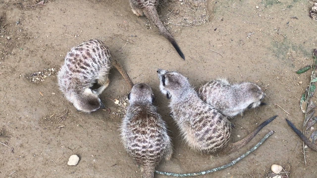 ZOO Bojnice - najroztomilej&scaron;ie zvieratko - SURIKATA