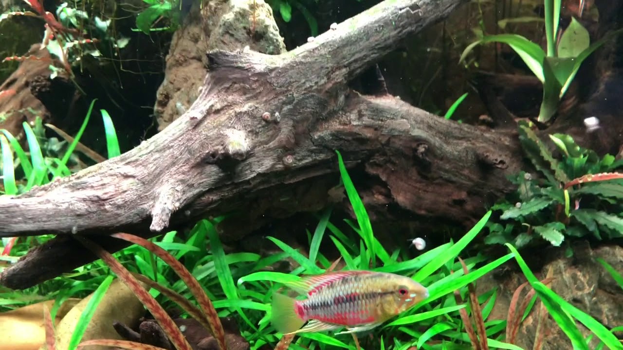 Alle meine Apistogramma 