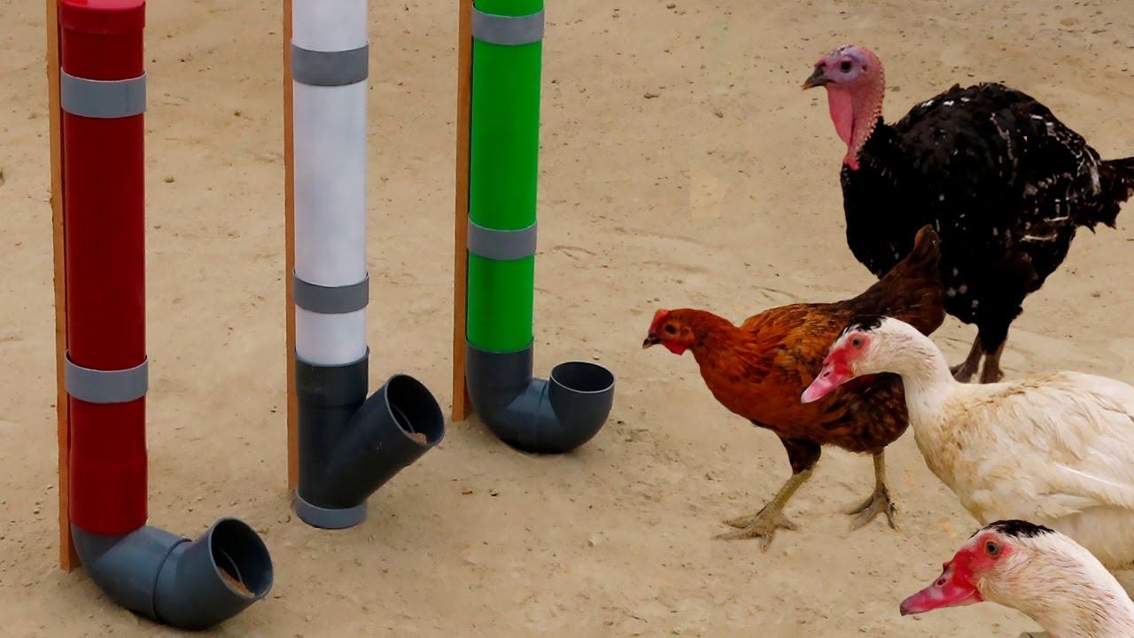 Como hacer comedero para patos pollos guajolotes y gallinas de pvc