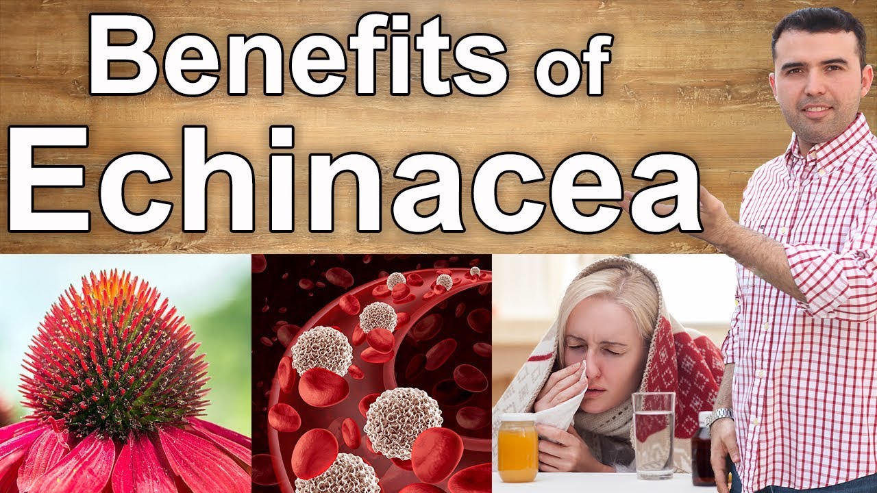 9 Benefits of Echinacea - From the Cold to Cancer