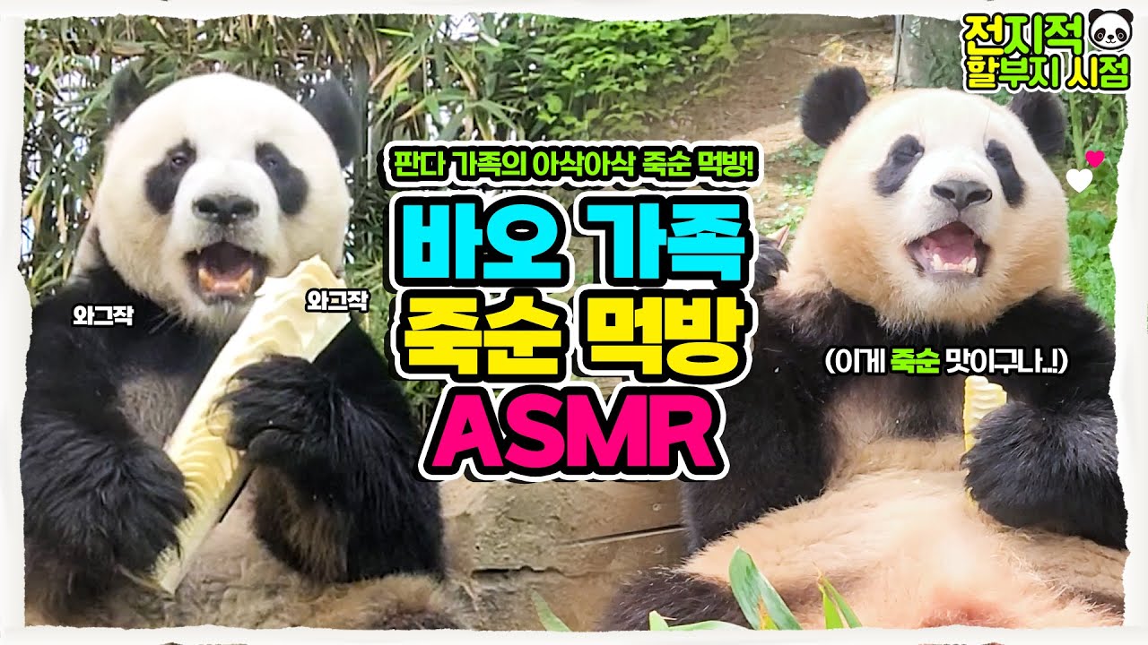 (SUB) «Бамбук был здесь, но его больше нет» ASMR семьи Бао🎧│Everland Panda Fubao