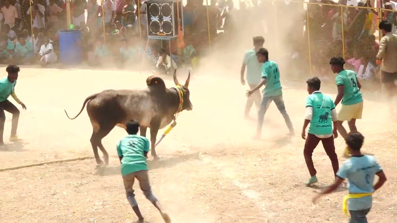 சிவல்பட்டி மருது கவின் கருப்பன் காளை Vs நத்தம் பட்டிணம்பட்டி கருப்பர் குழு | PK Media